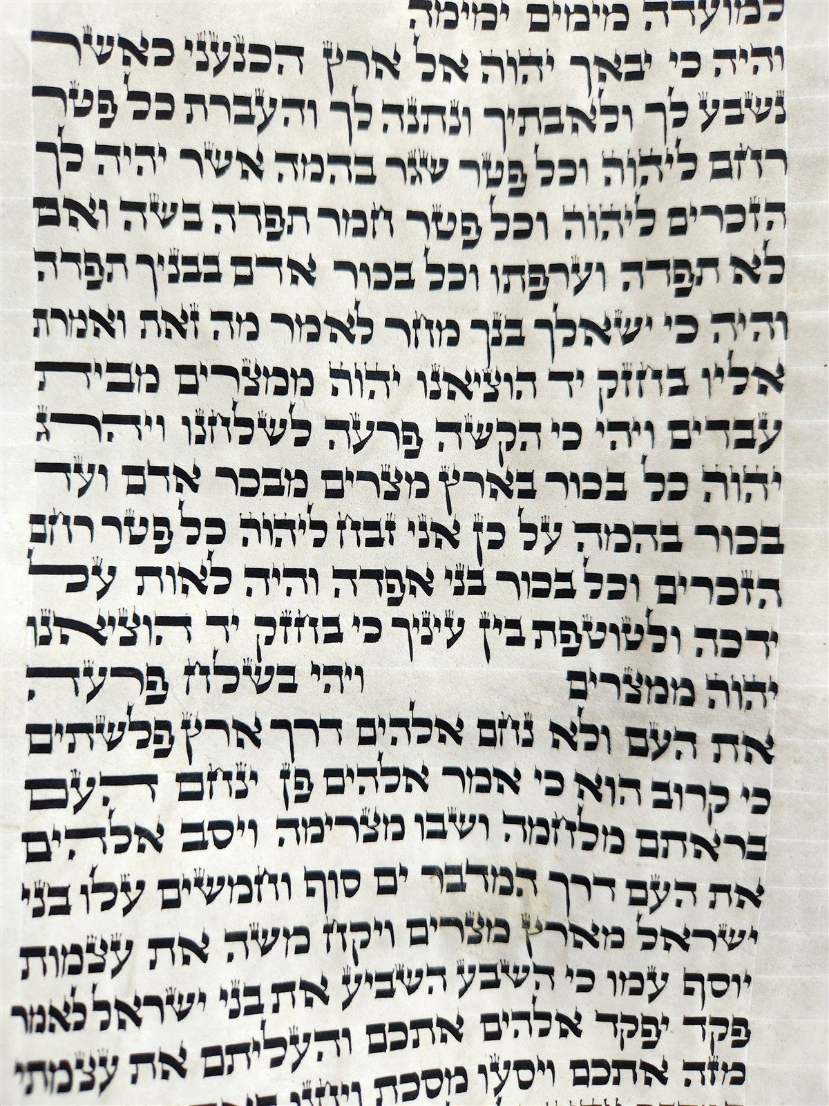 TORAH SCROLL FRAGMENT MANUSCRIPT on VELLUM 19th century ANTIQUE BIBLE EXODUS 12