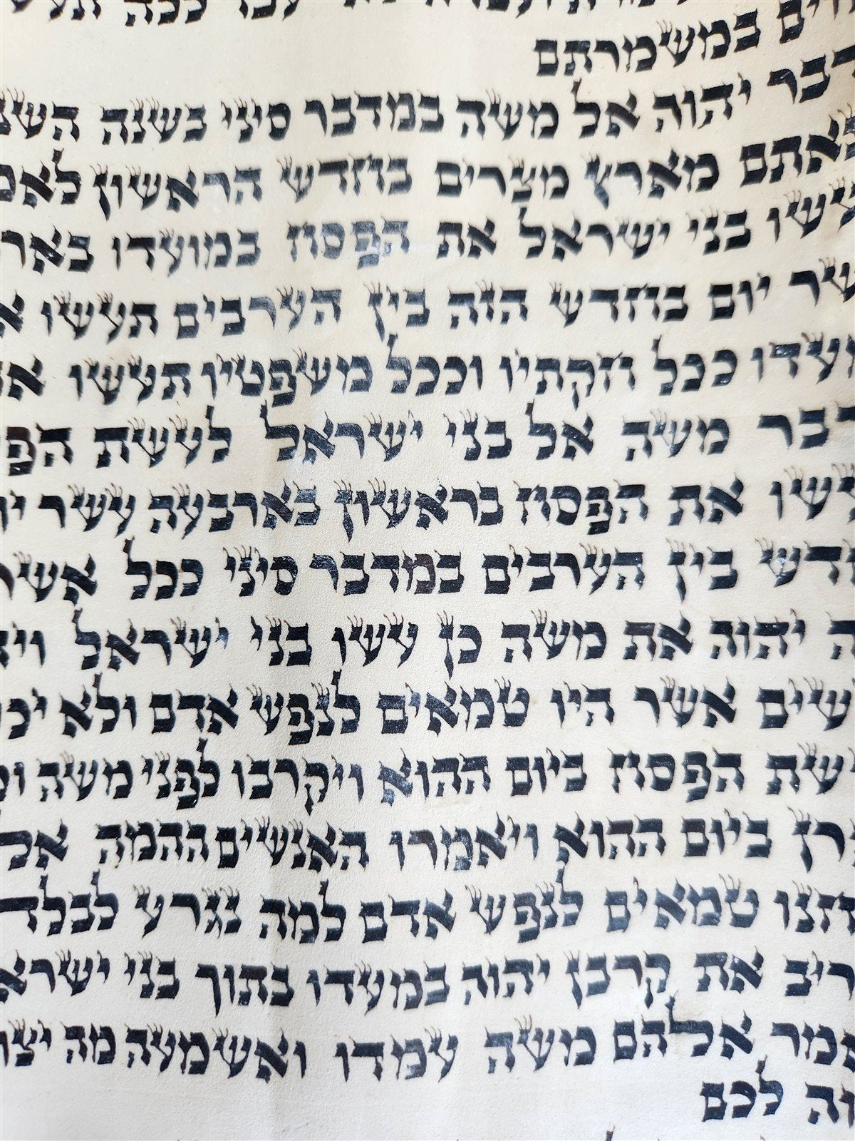 TORAH SCROLL FRAGMENT MANUSCRIPT on VELLUM 19th century ANTIQUE BOOK of NUMBERS