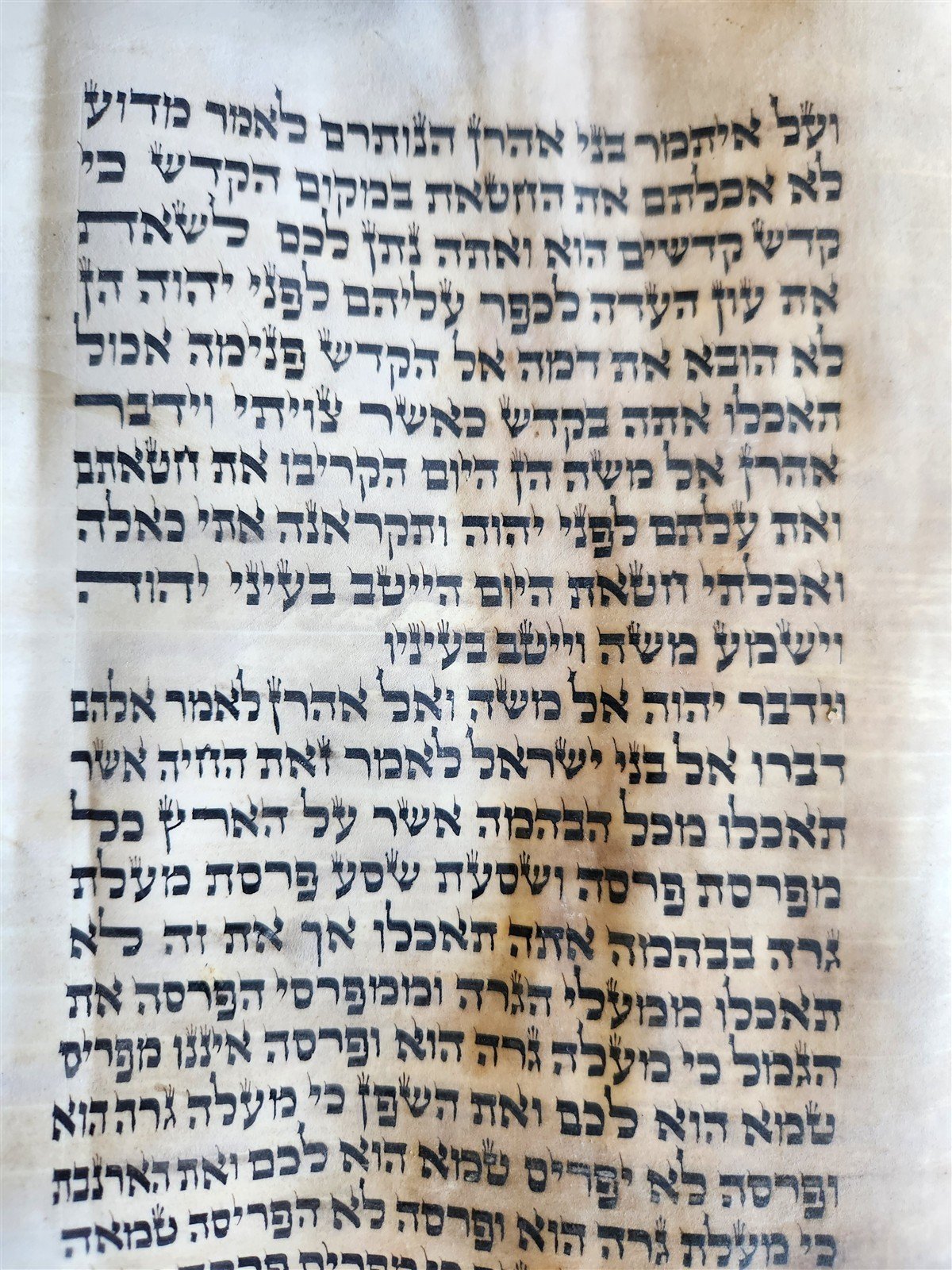 TORAH SCROLL FRAGMENT MANUSCRIPT on VELLUM 19th century ANTIQUE LEVITICUS 9:3