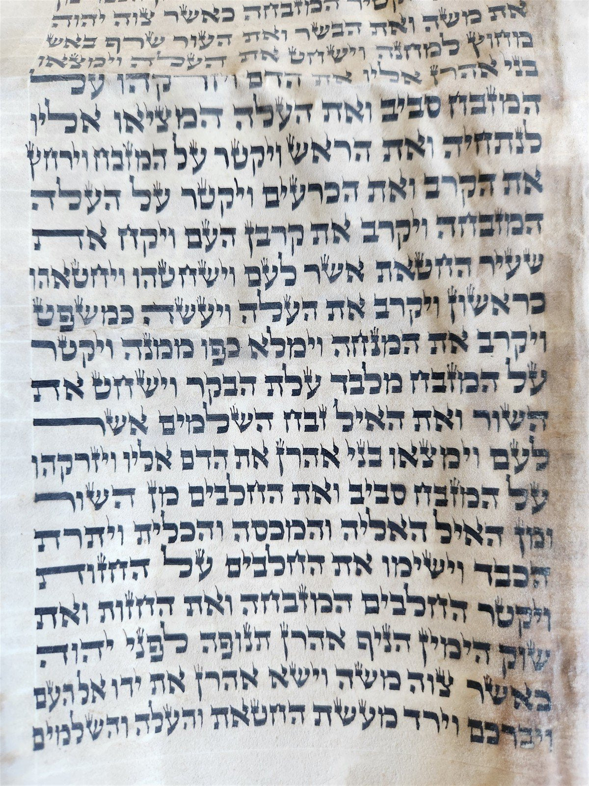 TORAH SCROLL FRAGMENT MANUSCRIPT on VELLUM 19th century ANTIQUE LEVITICUS 9:3