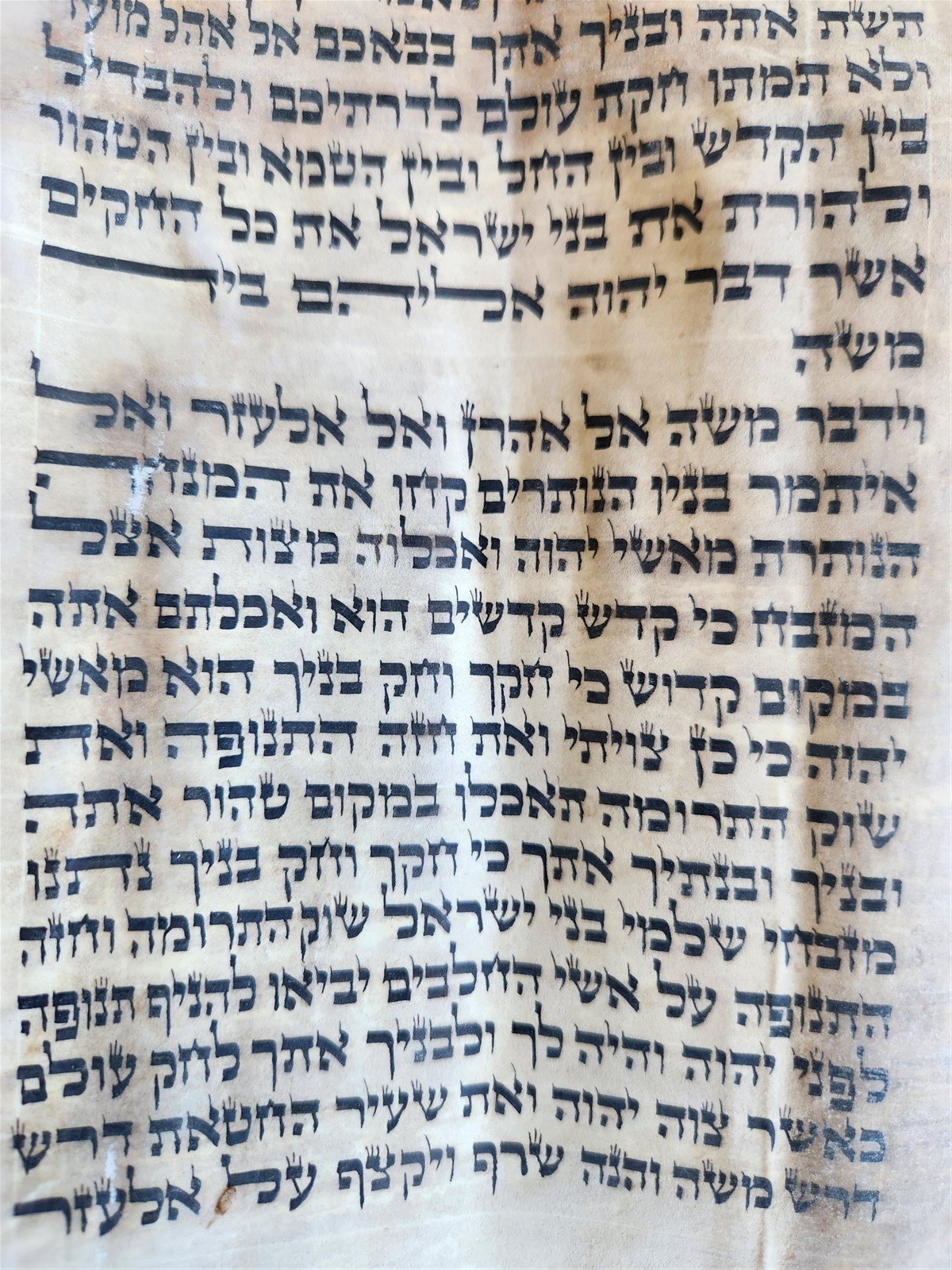 TORAH SCROLL FRAGMENT MANUSCRIPT on VELLUM 19th century ANTIQUE LEVITICUS 9:3
