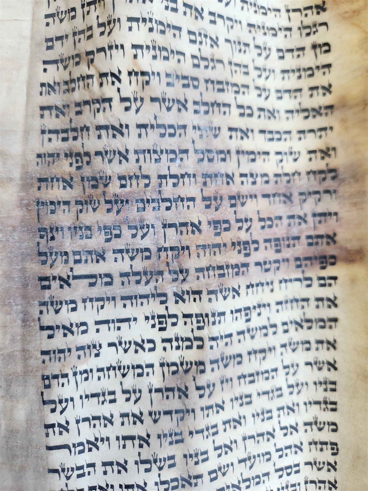 TORAH SCROLL FRAGMENT MANUSCRIPT on VELLUM 19th century ANTIQUE LEVITICUS 9:3