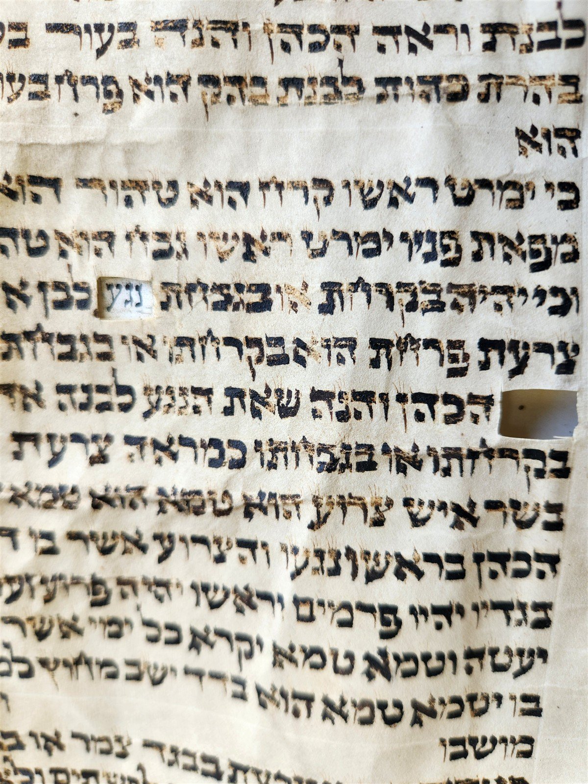 TORAH SCROLL FRAGMENT VELLUM MANUSCRIPT 19th century ANTIQUE book of LEVITICUS