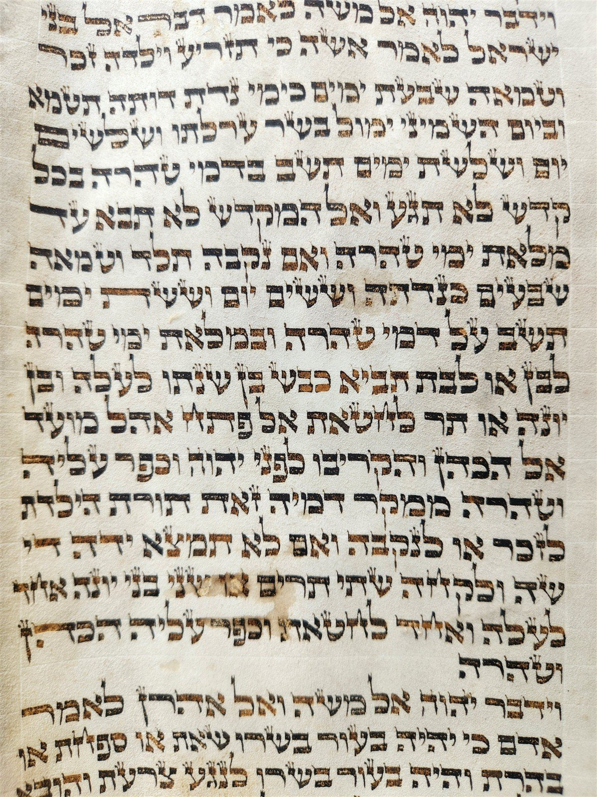 TORAH SCROLL FRAGMENT VELLUM MANUSCRIPT 19th century ANTIQUE LEVITICUS 13x20"