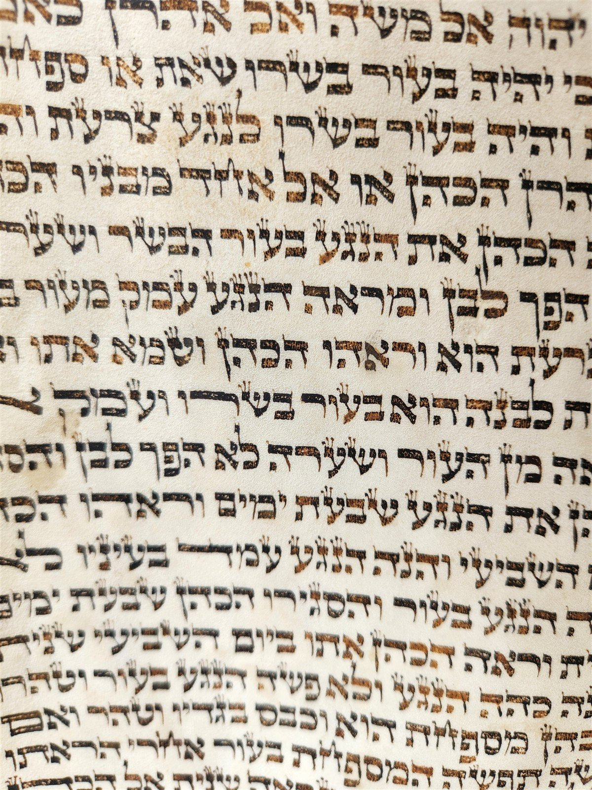 TORAH SCROLL FRAGMENT VELLUM MANUSCRIPT 19th century ANTIQUE LEVITICUS 13x20"