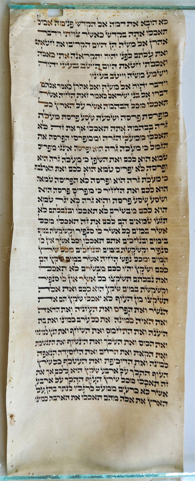 TORAH SCROLL FRAGMENT VELLUM MANUSCRIPT 19th century ANTIQUE LEVITICUS 7 x 18"