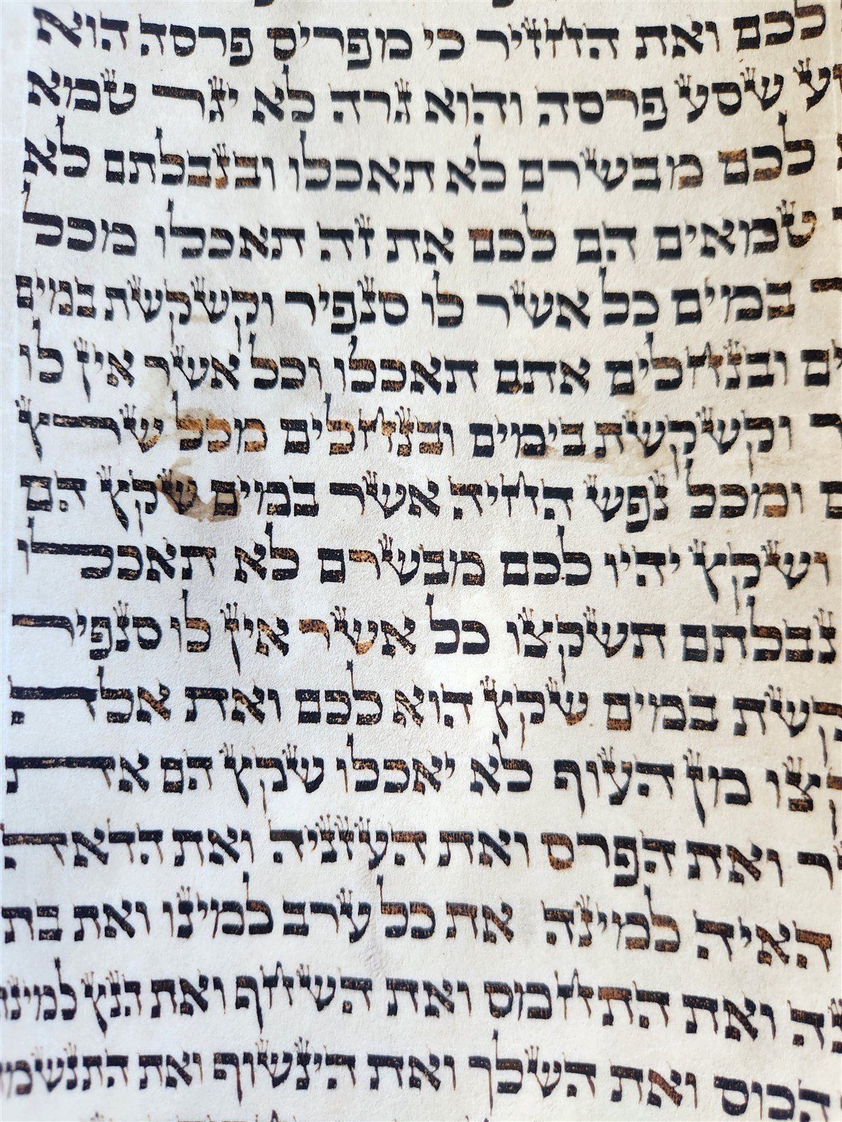 TORAH SCROLL FRAGMENT VELLUM MANUSCRIPT 19th century ANTIQUE LEVITICUS 7 x 18"