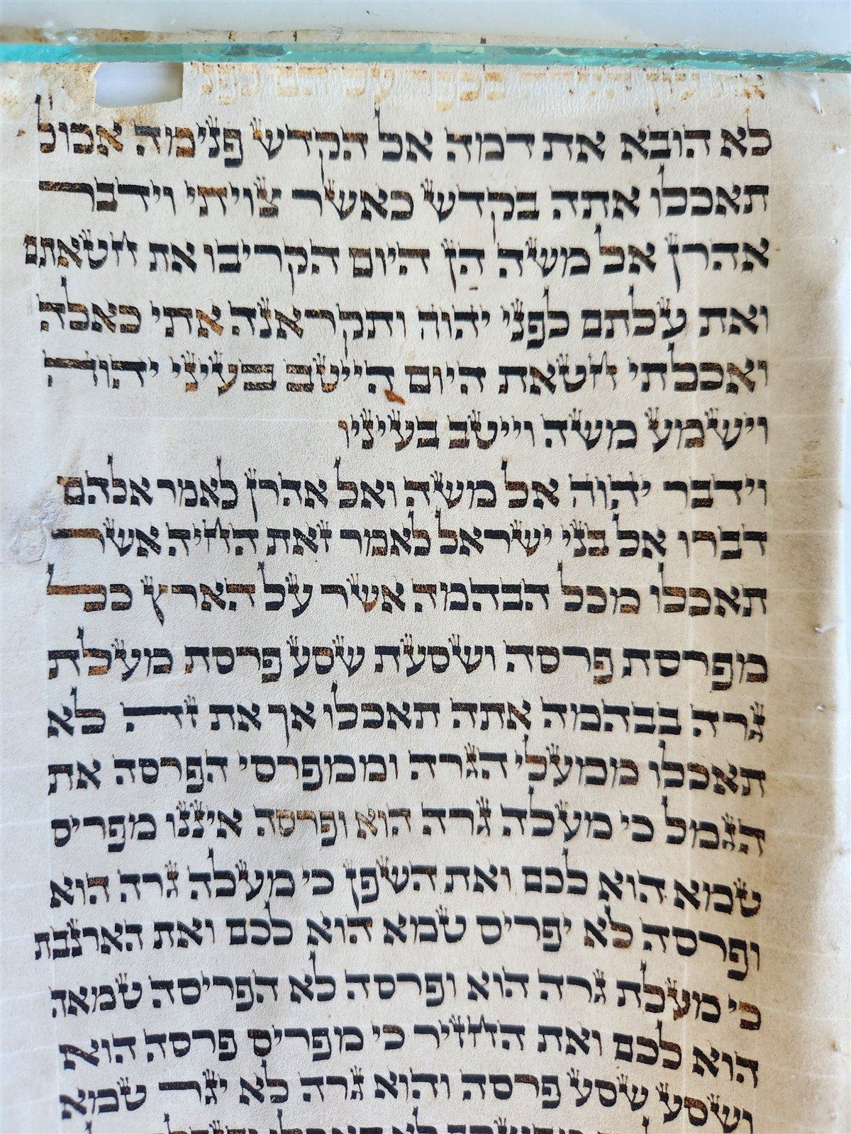 TORAH SCROLL FRAGMENT VELLUM MANUSCRIPT 19th century ANTIQUE LEVITICUS 7 x 18"