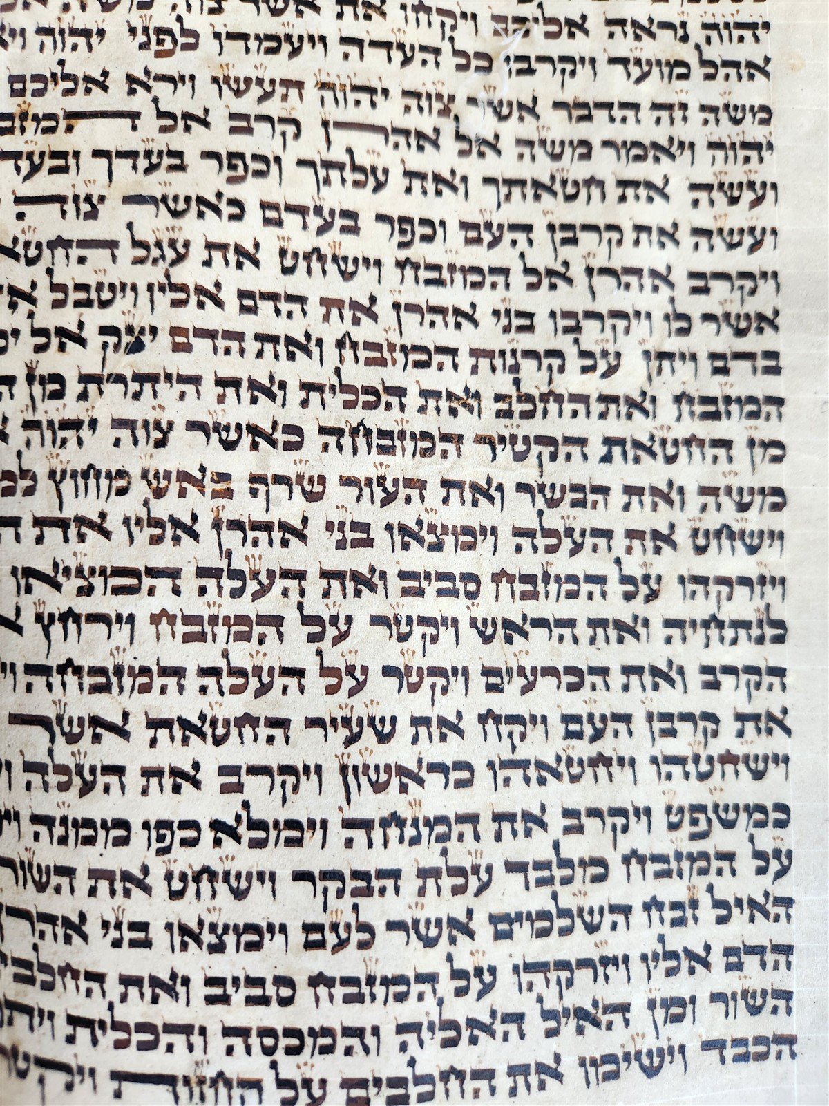 TORAH SCROLL FRAGMENT VELLUM MANUSCRIPT 19th century ANTIQUE LEVITICUS 19.5x22"