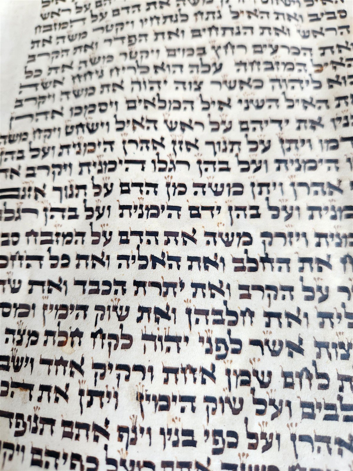 TORAH SCROLL FRAGMENT VELLUM MANUSCRIPT 19th century ANTIQUE LEVITICUS 19.5x22"