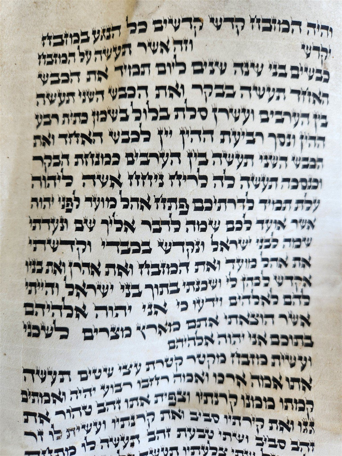TORAH SCROLL FRAGMENT VELLUM MANUSCRIPT 19th century ANTIQUE Book of EXODUS
