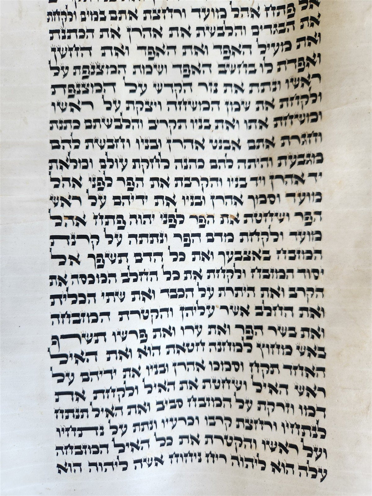 TORAH SCROLL FRAGMENT VELLUM MANUSCRIPT 19th century ANTIQUE Book of EXODUS