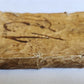 1564 SPHAERA by IOHANNES SACROBOSCO antique ILLUSTRATED astronomy