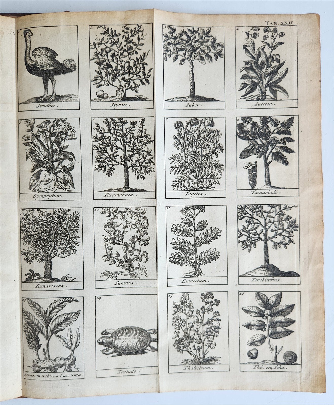 1727 PHARMACOPEIA ILLUSTRATED Dictionary or Treatise on Simple Drugs antique