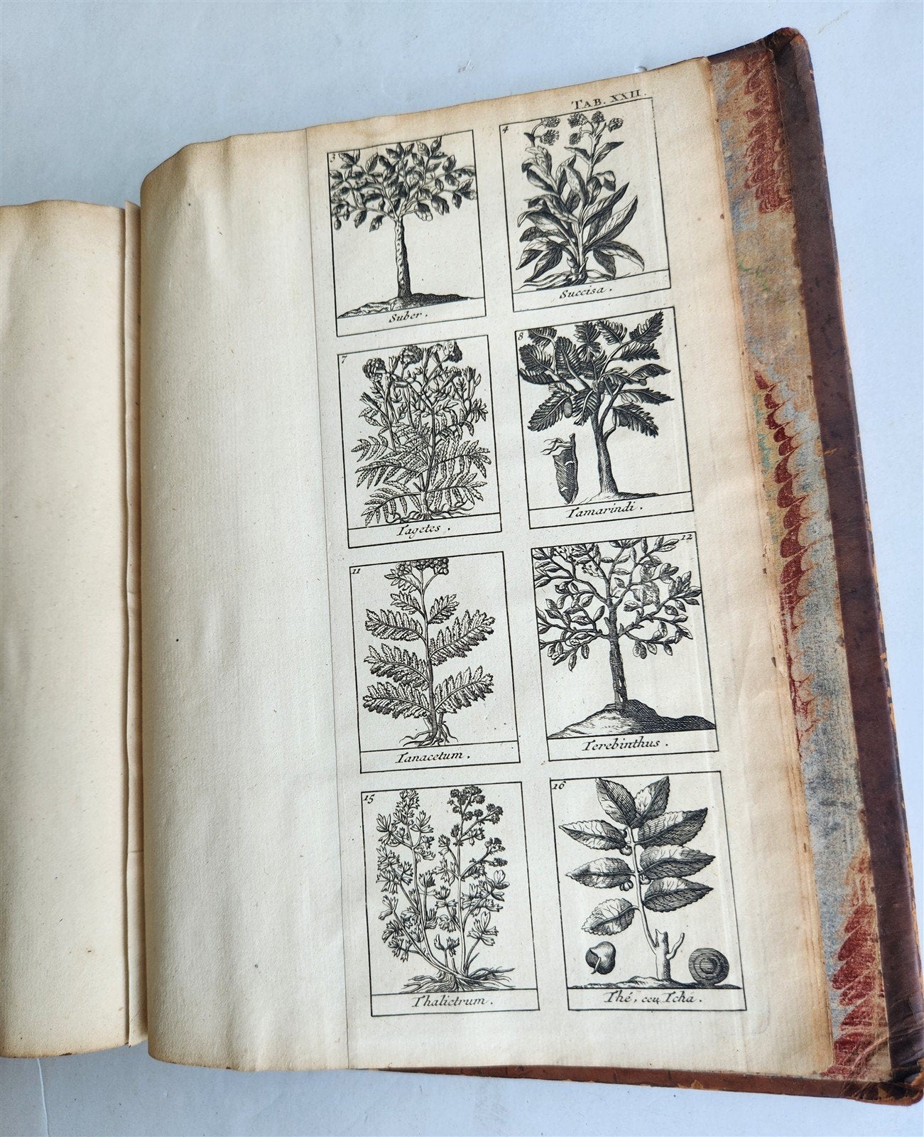 1727 PHARMACOPEIA ILLUSTRATED Dictionary or Treatise on Simple Drugs antique