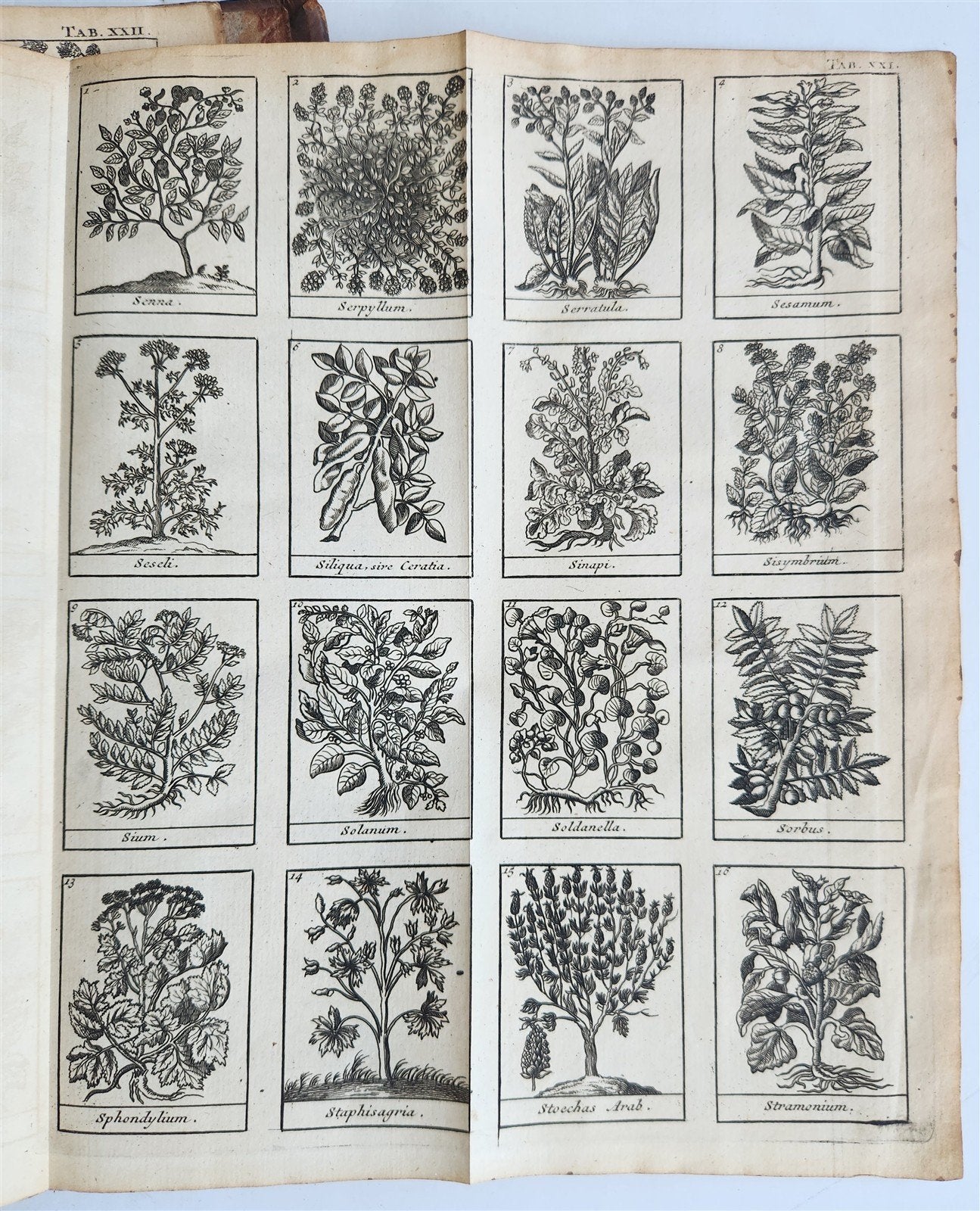 1727 PHARMACOPEIA ILLUSTRATED Dictionary or Treatise on Simple Drugs antique