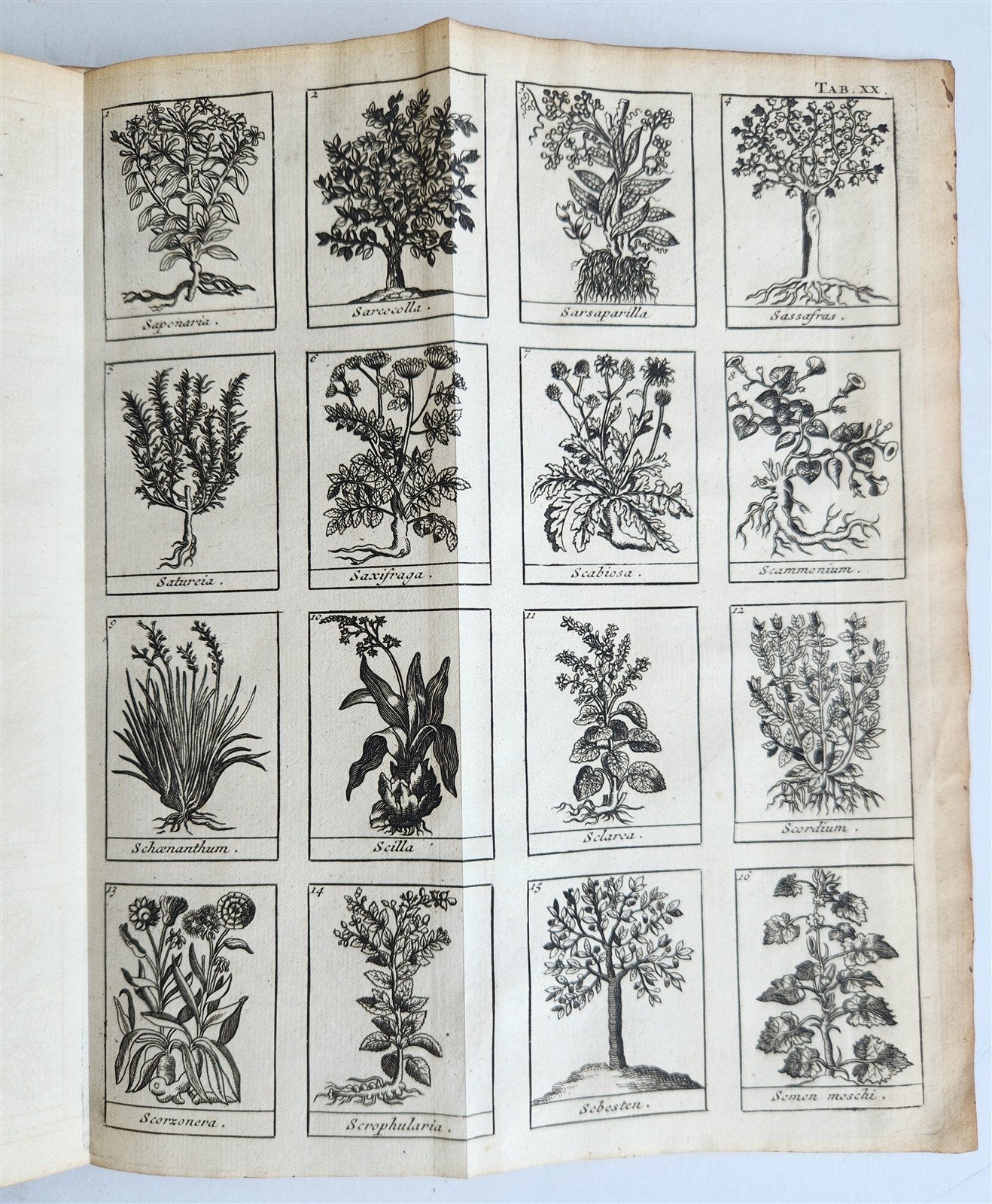 1727 PHARMACOPEIA ILLUSTRATED Dictionary or Treatise on Simple Drugs antique