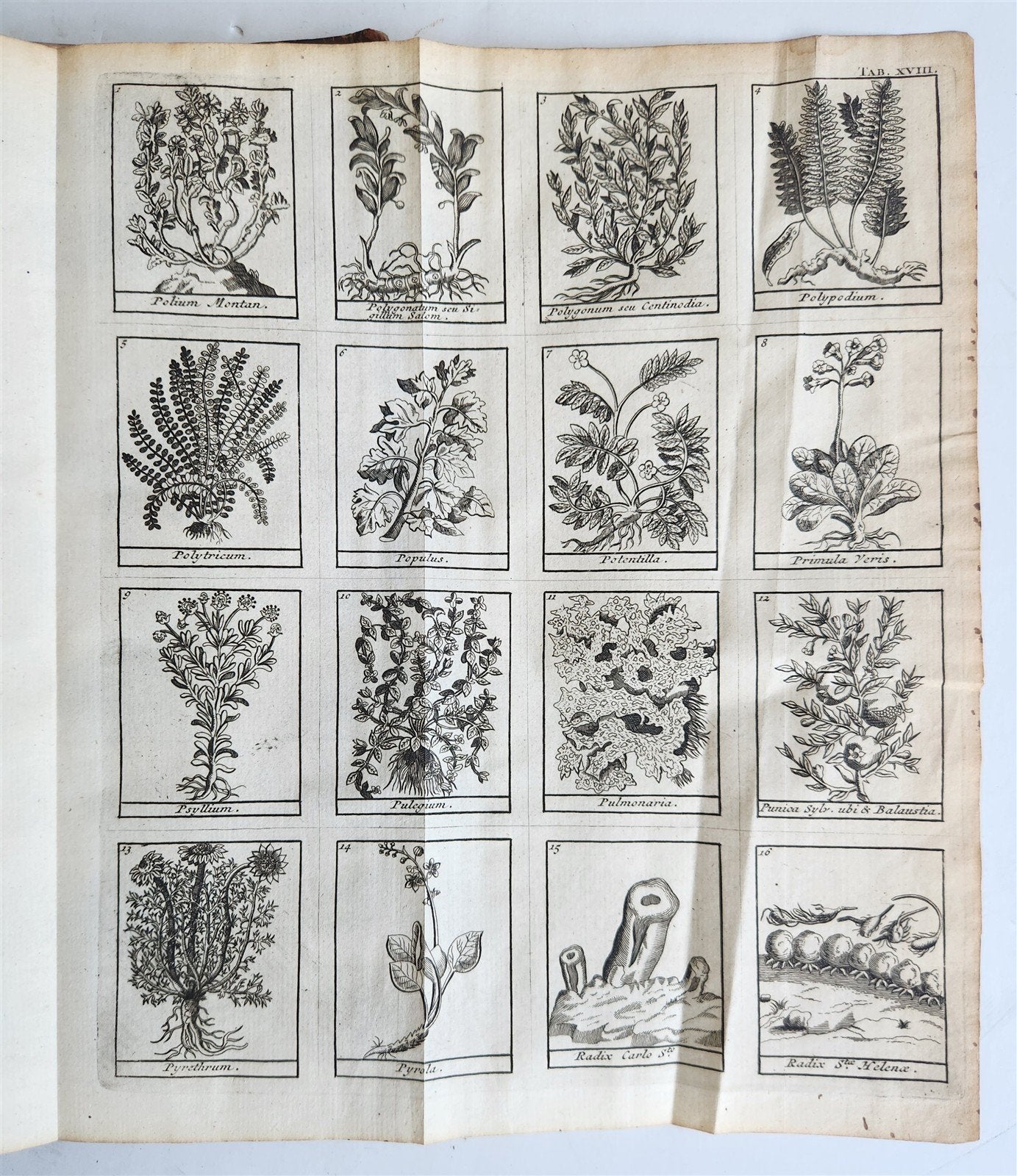 1727 PHARMACOPEIA ILLUSTRATED Dictionary or Treatise on Simple Drugs antique