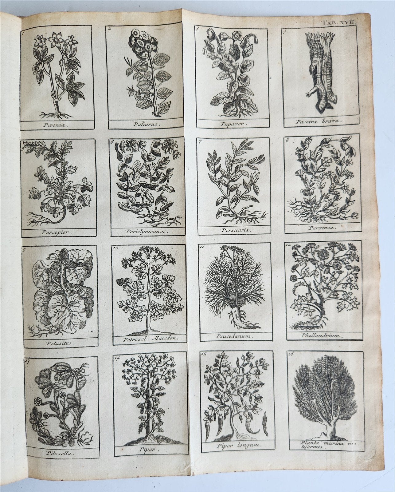 1727 PHARMACOPEIA ILLUSTRATED Dictionary or Treatise on Simple Drugs antique