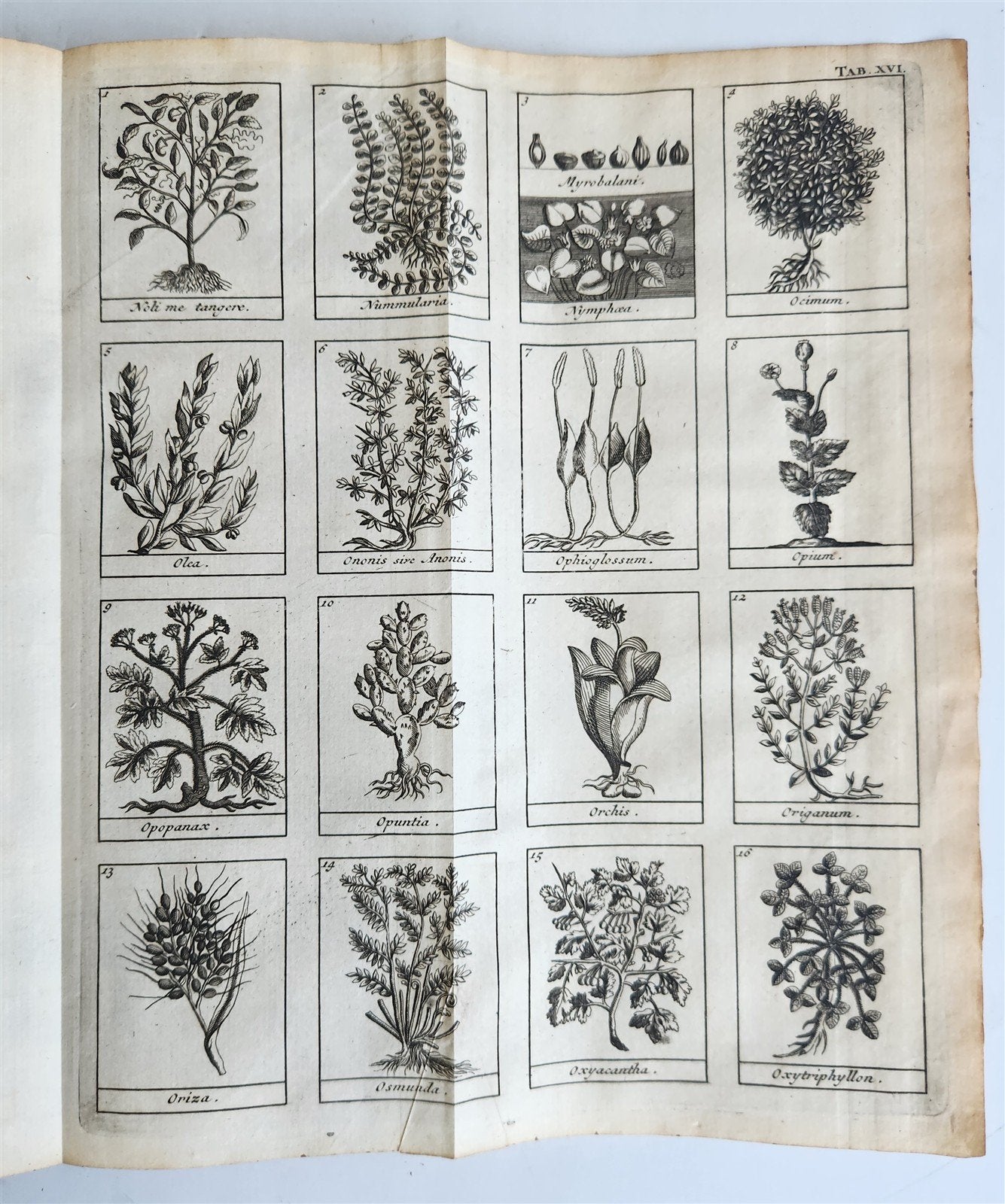 1727 PHARMACOPEIA ILLUSTRATED Dictionary or Treatise on Simple Drugs antique