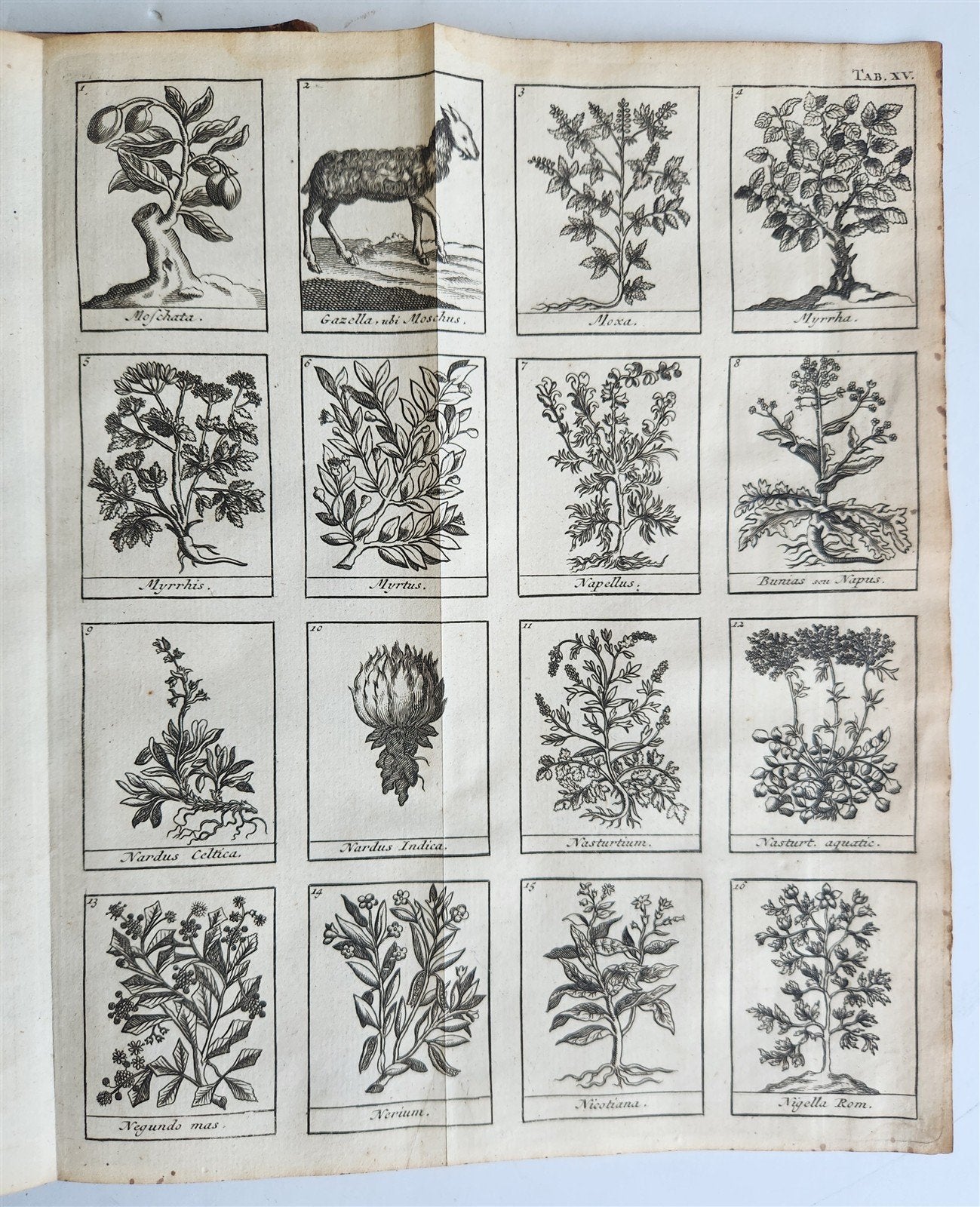 1727 PHARMACOPEIA ILLUSTRATED Dictionary or Treatise on Simple Drugs antique