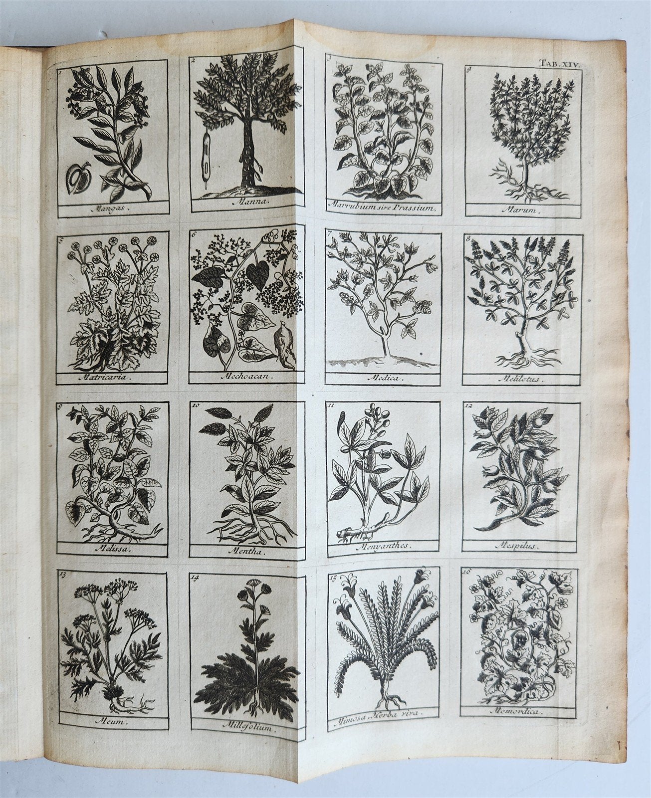 1727 PHARMACOPEIA ILLUSTRATED Dictionary or Treatise on Simple Drugs antique