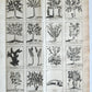 1727 PHARMACOPEIA ILLUSTRATED Dictionary or Treatise on Simple Drugs antique
