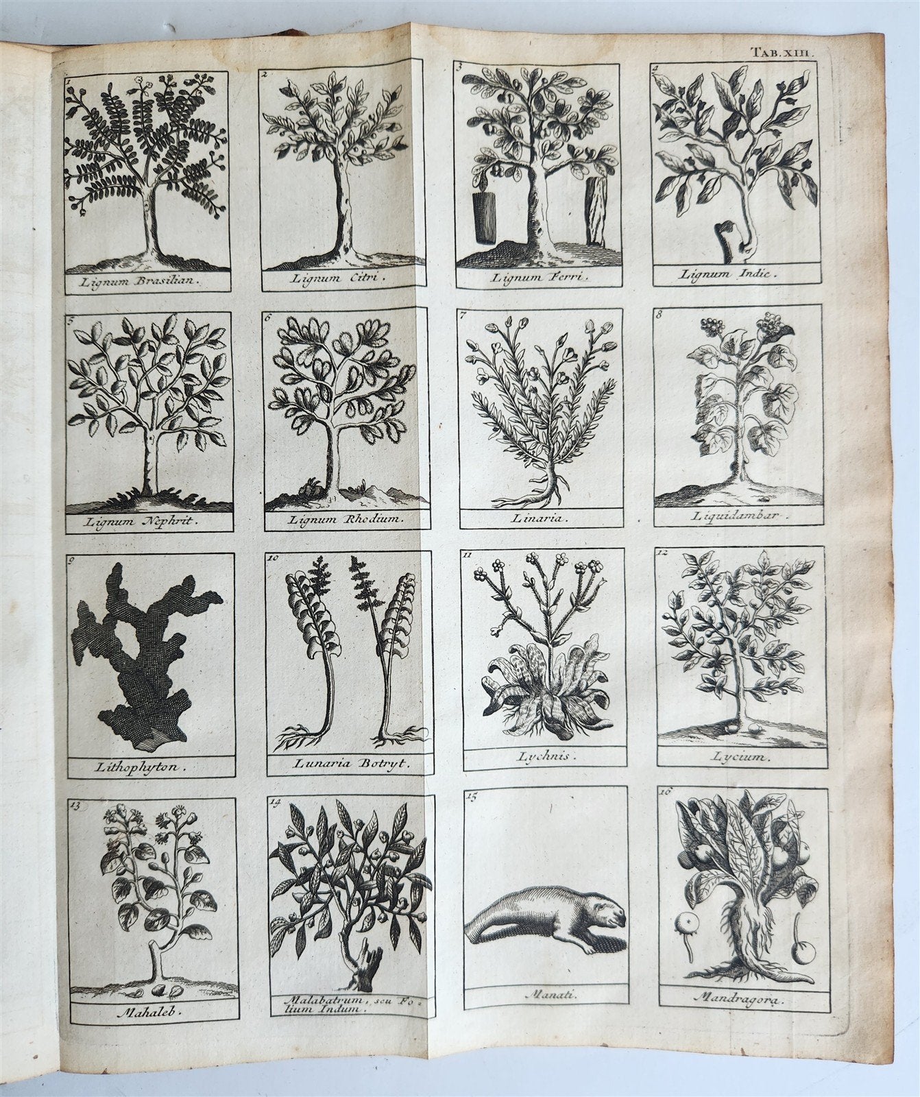 1727 PHARMACOPEIA ILLUSTRATED Dictionary or Treatise on Simple Drugs antique