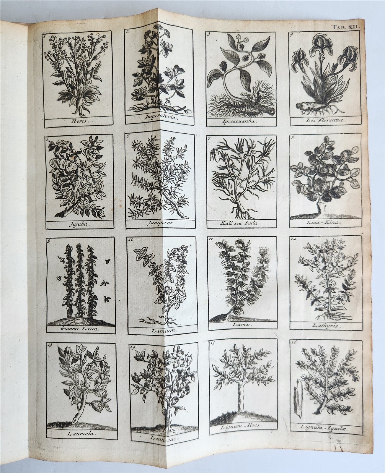 1727 PHARMACOPEIA ILLUSTRATED Dictionary or Treatise on Simple Drugs antique