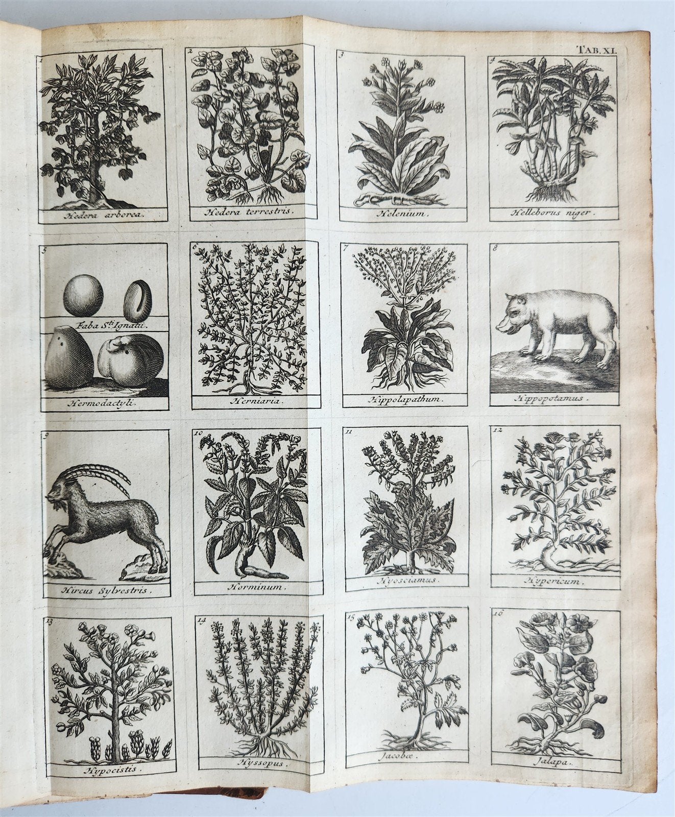 1727 PHARMACOPEIA ILLUSTRATED Dictionary or Treatise on Simple Drugs antique