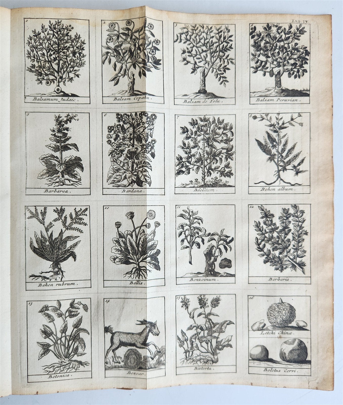 1727 PHARMACOPEIA ILLUSTRATED Dictionary or Treatise on Simple Drugs antique