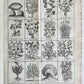 1727 PHARMACOPEIA ILLUSTRATED Dictionary or Treatise on Simple Drugs antique