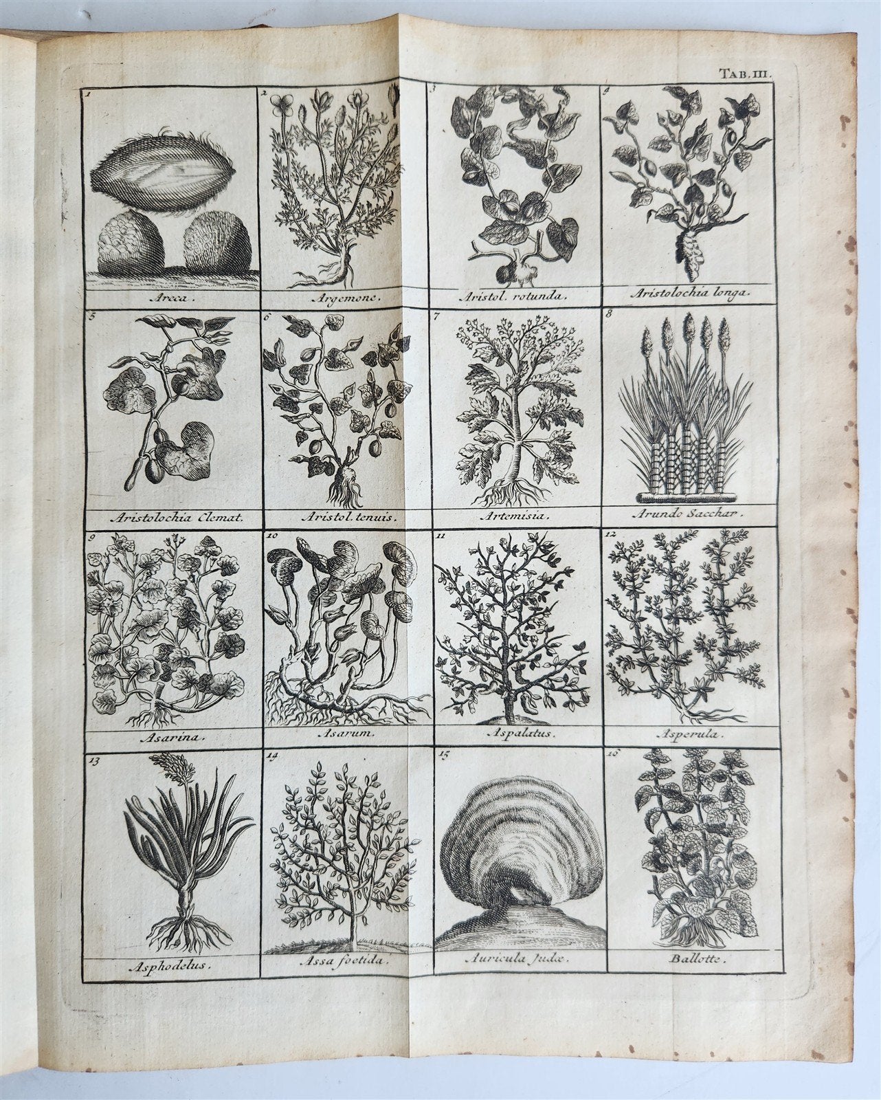 1727 PHARMACOPEIA ILLUSTRATED Dictionary or Treatise on Simple Drugs antique