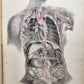 1860s SURGICAL ANATOMY by Joseph Maclise antique ILLUSTRATED w/ 68 plates