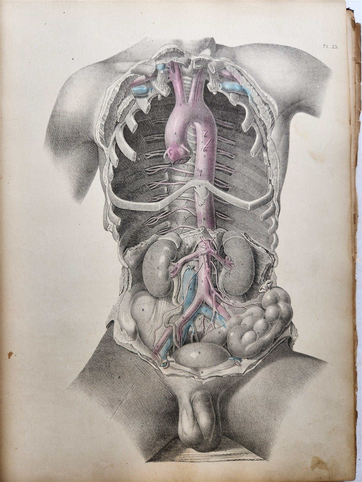 1860s SURGICAL ANATOMY by Joseph Maclise antique ILLUSTRATED w/ 68 plates