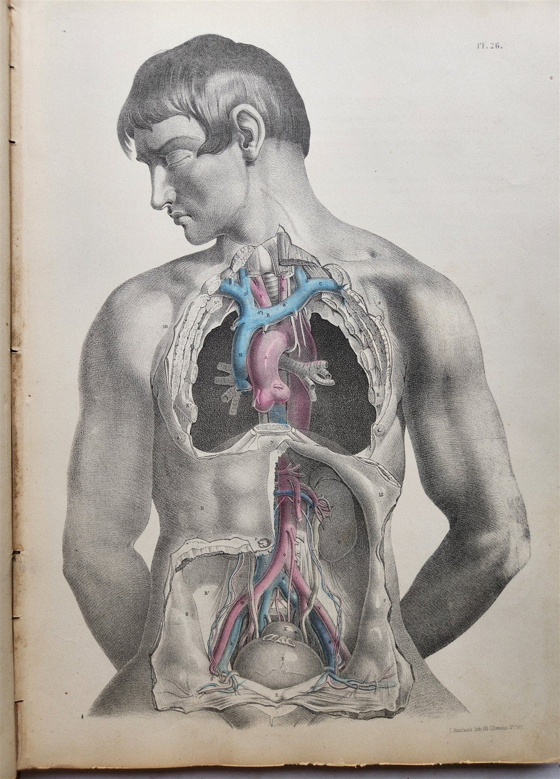 1860s SURGICAL ANATOMY by Joseph Maclise antique ILLUSTRATED w/ 68 plates