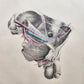 1860s SURGICAL ANATOMY by Joseph Maclise antique ILLUSTRATED w/ 68 plates