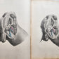 1860s SURGICAL ANATOMY by Joseph Maclise antique ILLUSTRATED w/ 68 plates