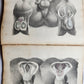 1860s SURGICAL ANATOMY by Joseph Maclise antique ILLUSTRATED w/ 68 plates