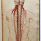 1823 SYSTEM of ANATOMICAL PLATES by John Lizars antique ILLUSTRATED w/ 24 plates