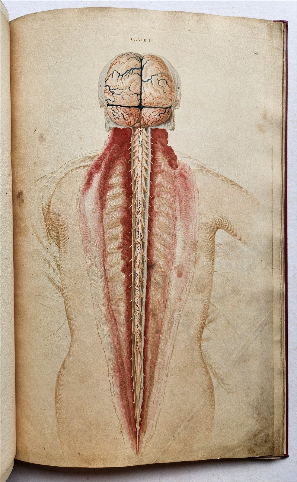 1823 SYSTEM of ANATOMICAL PLATES by John Lizars antique ILLUSTRATED w/ 24 plates