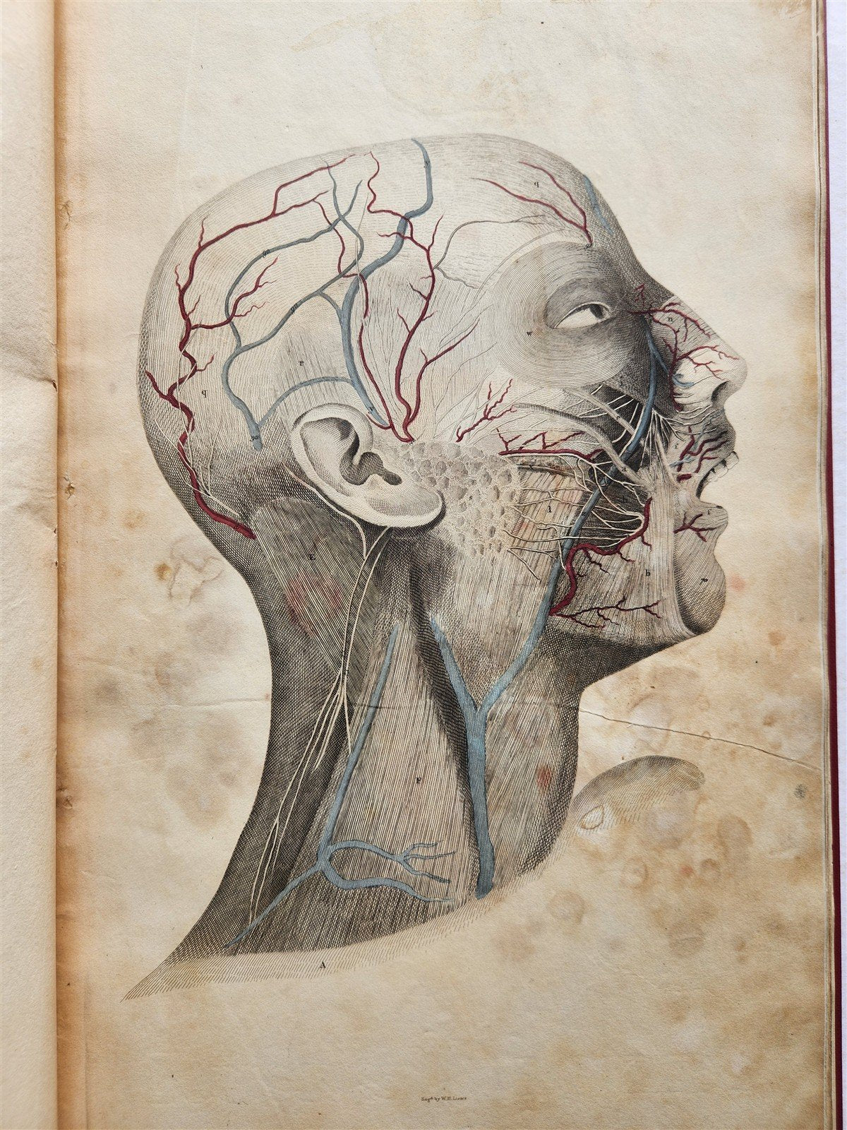 1823 SYSTEM of ANATOMICAL PLATES by John Lizars antique ILLUSTRATED w/ 24 plates