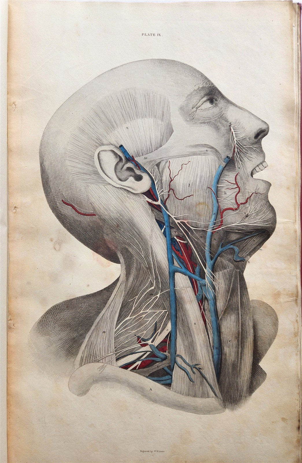 1823 SYSTEM of ANATOMICAL PLATES by John Lizars antique ILLUSTRATED w/ 24 plates