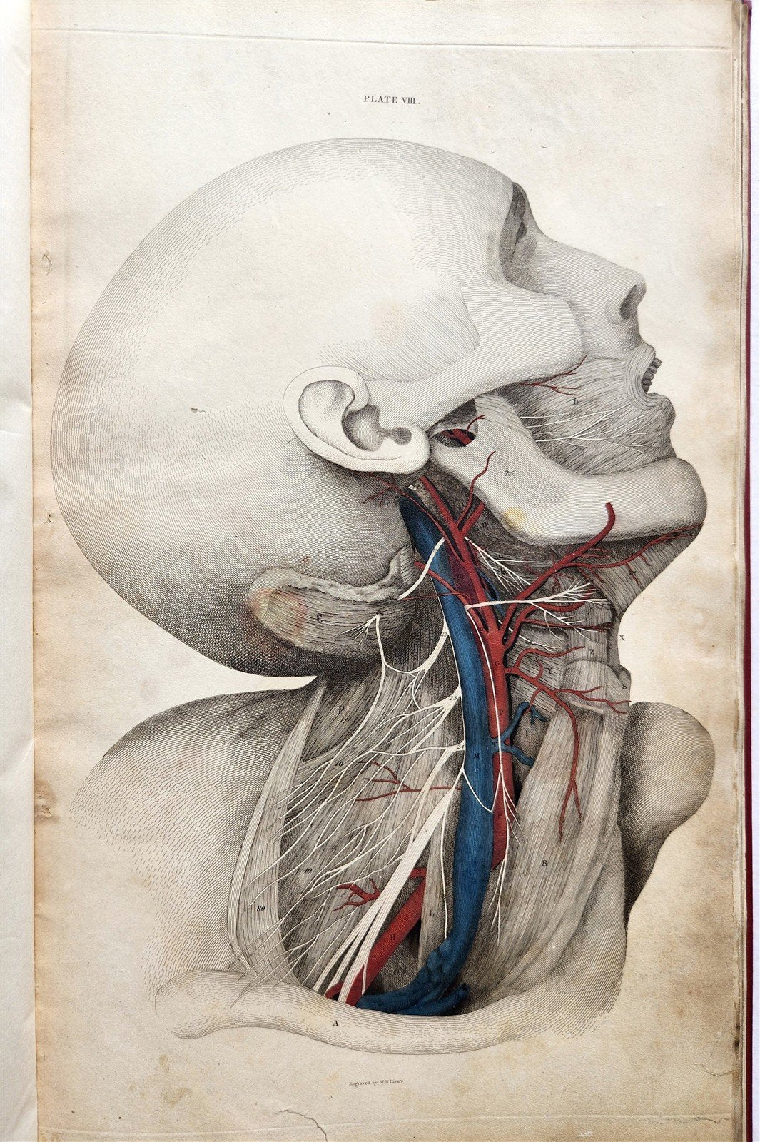 1823 SYSTEM of ANATOMICAL PLATES by John Lizars antique ILLUSTRATED w/ 24 plates