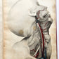 1823 SYSTEM of ANATOMICAL PLATES by John Lizars antique ILLUSTRATED w/ 24 plates