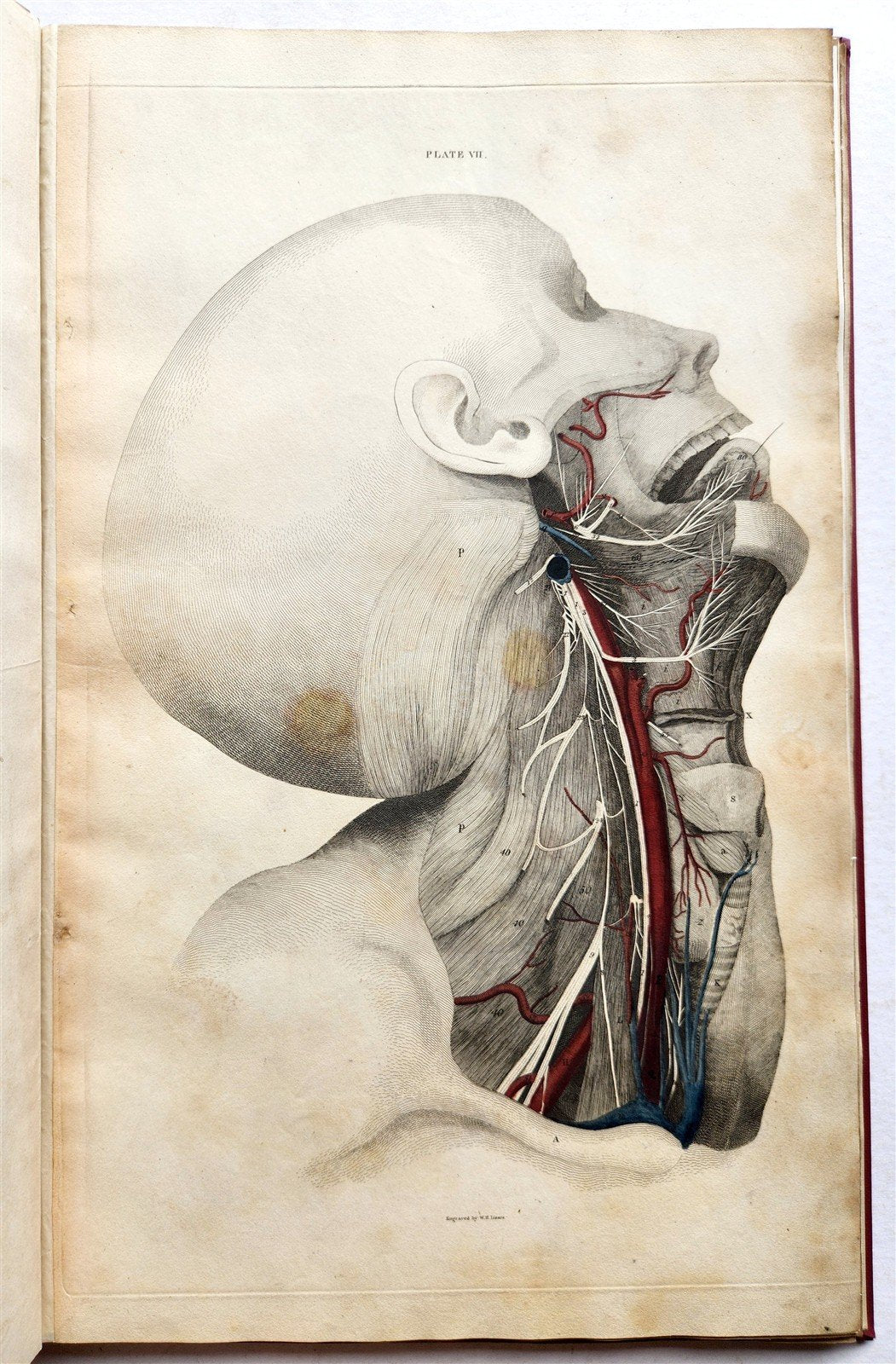 1823 SYSTEM of ANATOMICAL PLATES by John Lizars antique ILLUSTRATED w/ 24 plates