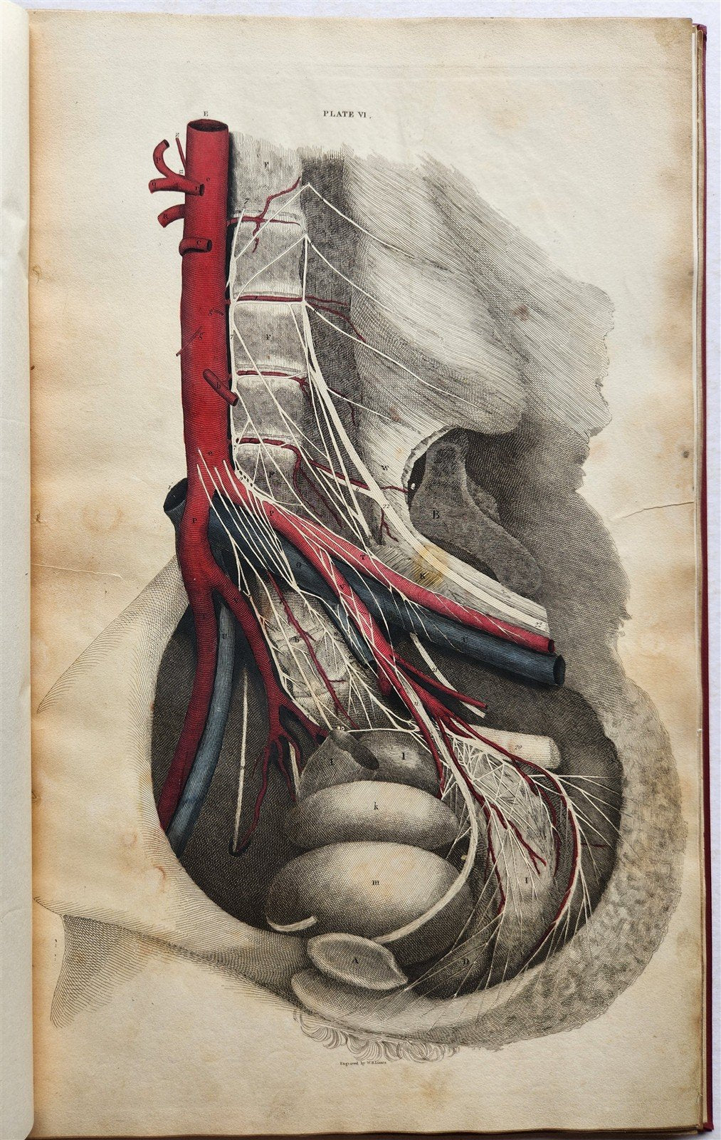 1823 SYSTEM of ANATOMICAL PLATES by John Lizars antique ILLUSTRATED w/ 24 plates