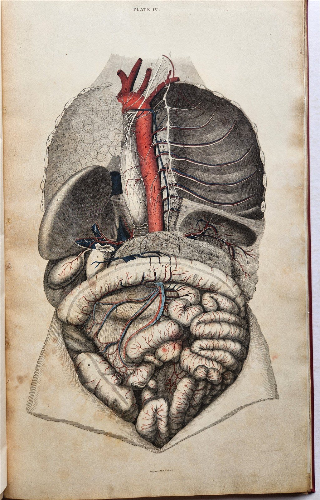 1823 SYSTEM of ANATOMICAL PLATES by John Lizars antique ILLUSTRATED w/ 24 plates