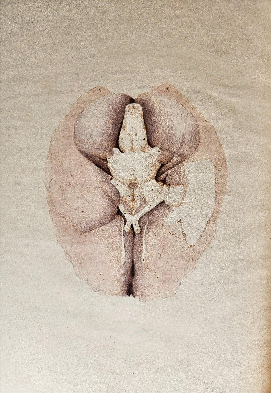 1823 SYSTEM of ANATOMICAL PLATES by John Lizars antique ILLUSTRATED w/ 24 plates