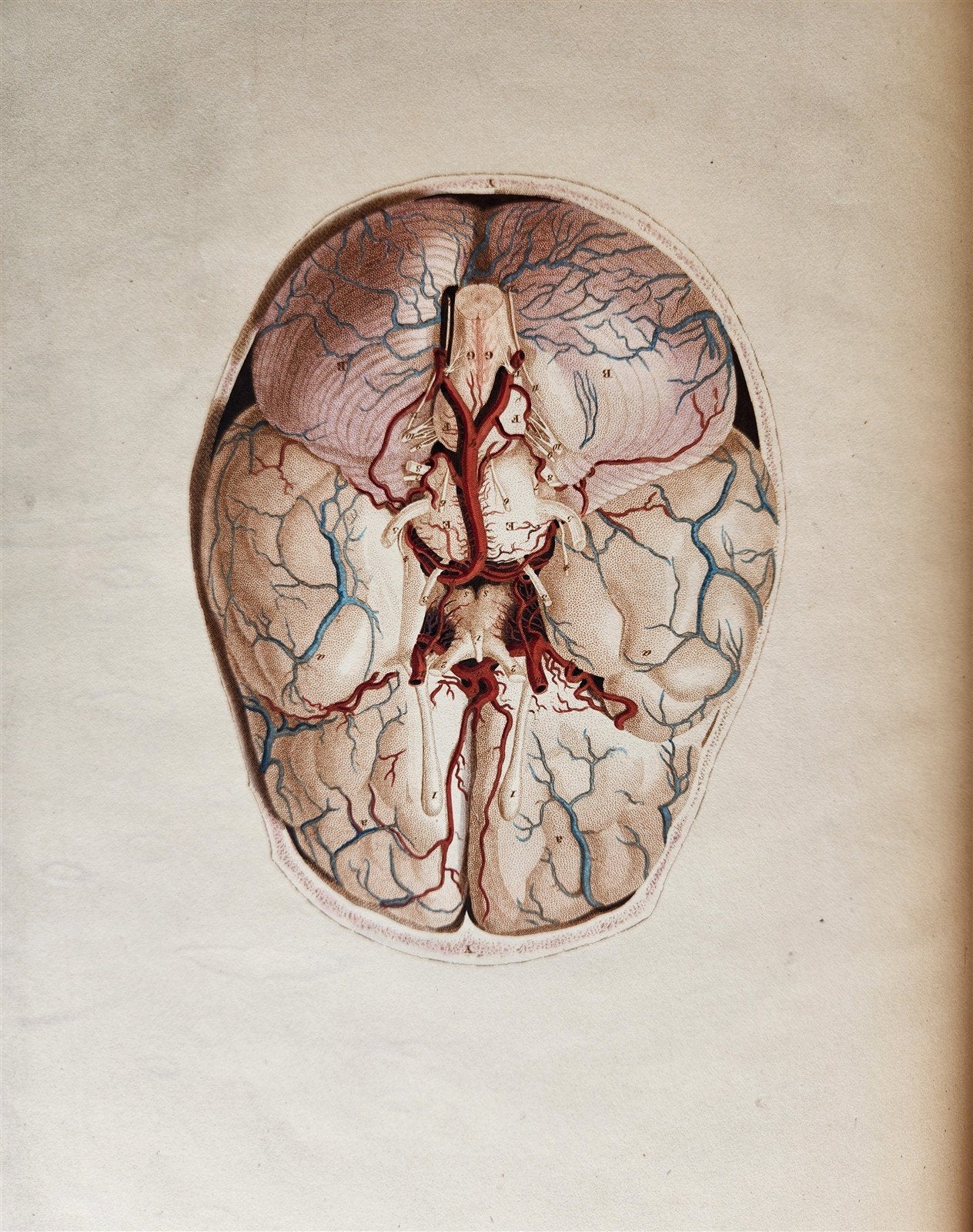 1823 SYSTEM of ANATOMICAL PLATES by John Lizars antique ILLUSTRATED w/ 24 plates
